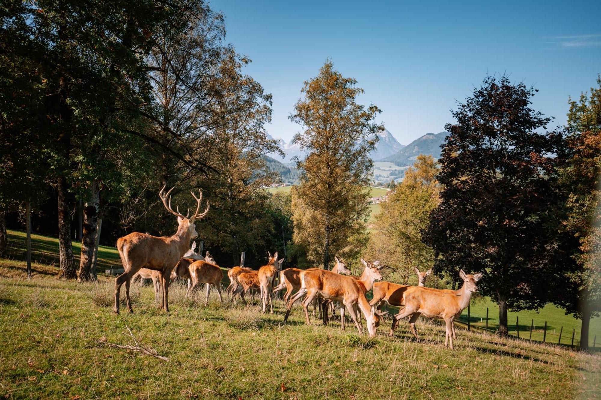 Hotel Sperlhof Windischgarsten Exteriör bild